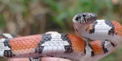 Red milk snake